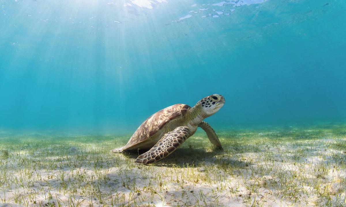 Lizard Island Hotel | Lizard Island Resort