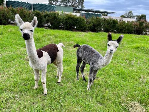 Lovedale House | Lovedale Escape 5br house