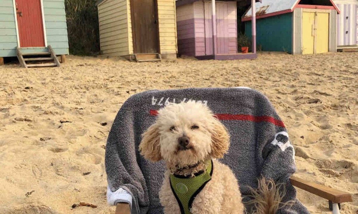 Mornington Villa | Pet friendly beachfront haven - opposite superb Fisherman’s Beach Mornington