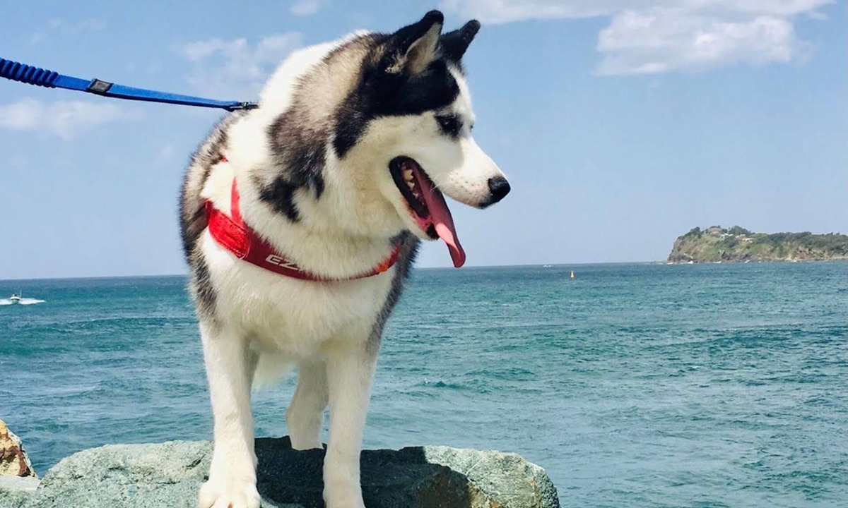 Tuncurry House | Sakari's Sanctuary - Tuncurry NSW Pet Friendly house