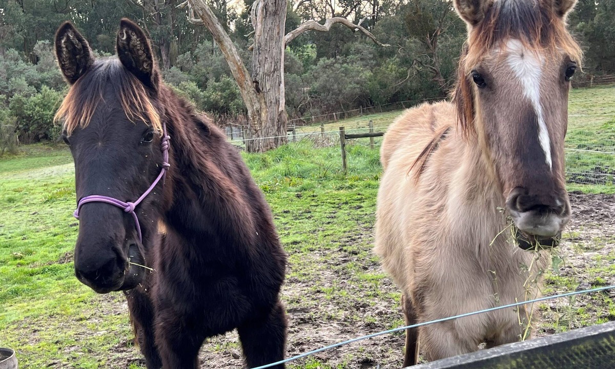 Nyora House | Tranquil Tiny Farm Stay,Loch ,Rail Trail , pit stop to Philip Island -Prom