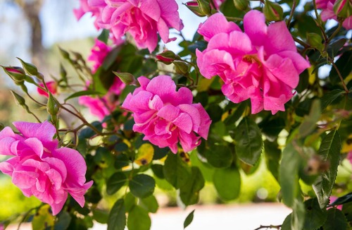 Tanunda Bed & Breakfast | Barossa House