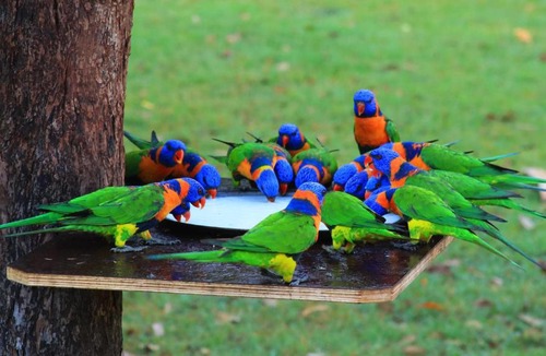 Batchelor Resort | Batchelor Holiday Park