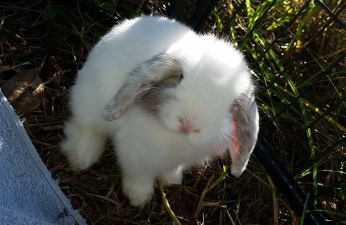 Berry House | Berry Farmstay - Pet Friendly