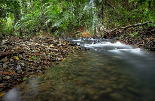Diwan Cabin | Daintree Wilderness Lodge
