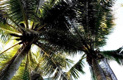 Broome Hotel | Pinctada McAlpine House