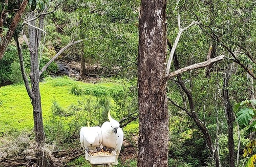 Mount Nathan Cottage | River Cottages Gold Coast in the Beautiful Hinterland, Pet Friendly