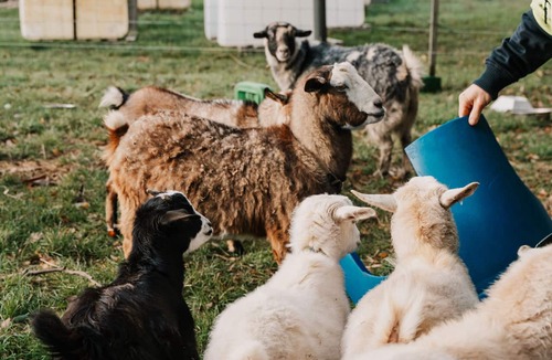 Penguin Cottage | Romantic Farmlet Escape - Mini Goats & Firepit