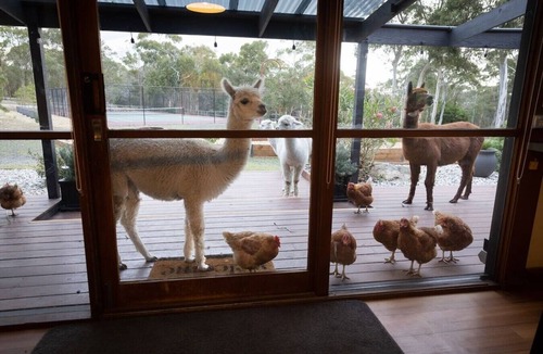 Sandford Other | Rural Getaway: Alpacas, Pool, Hot tub, Gym, Tennis