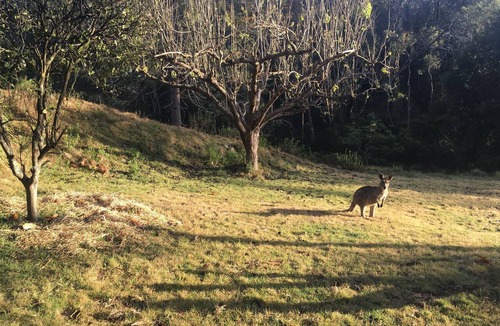 Tanja Cottage | Rustic mudbrick cottage in a quiet bush setting, near Tathra. 2 beds, sleeps 4.