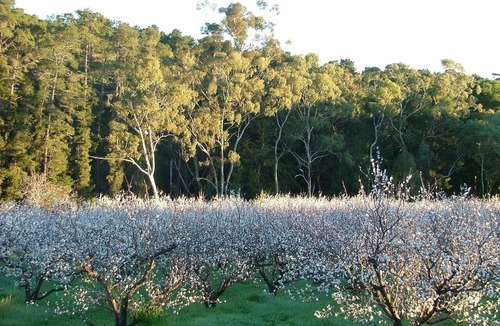 Darling Bed & Breakfast | Taralee Orchards