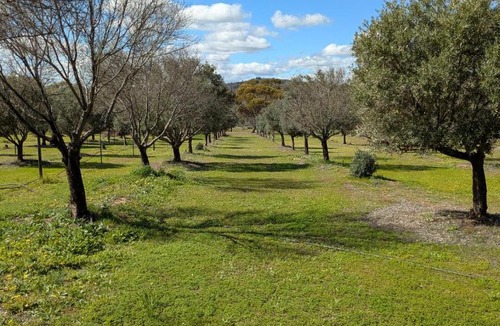 Balladong Cabin | The Olive Branch Accommodation