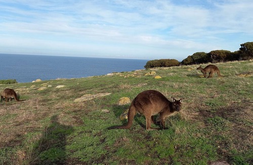 Dudley West Apartment | The Rusty Kangaroo Hideaway Studio - Exclusive Ocean-View