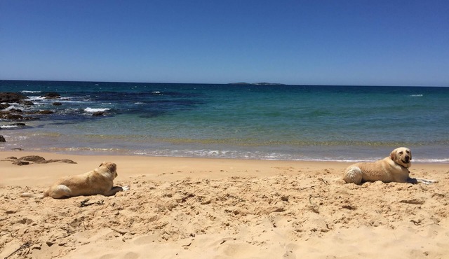 60s beach house Dalmeny - Best Pet Friendly accommodation