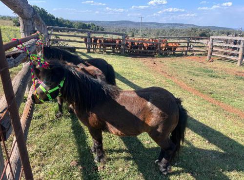 Country charm on acreage