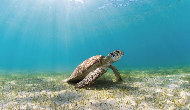 Lizard Island Resort in Lizard Island