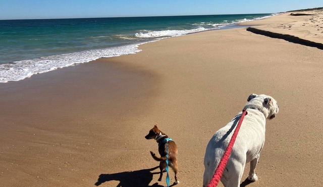 'Seas the Day' Preston Beach | Pet Friendly | Sleeps 6 | 500m to the beach!