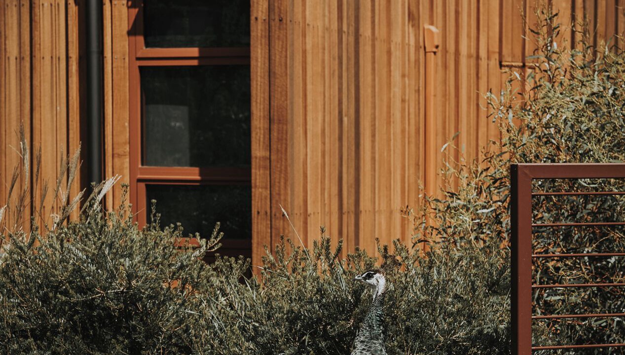Photo of Outdoor in Sorell