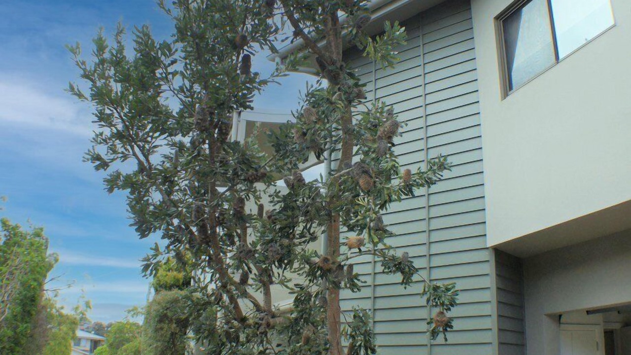 Photo of Others in Merimbula