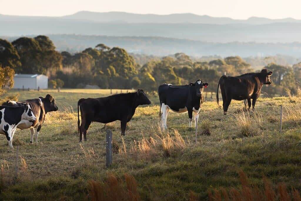 Photo of Others in Coolangatta