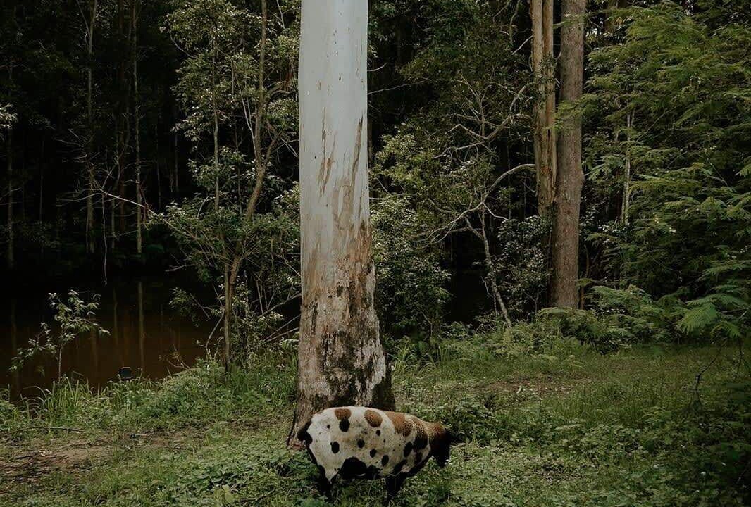 Photo of Others in Palmwoods