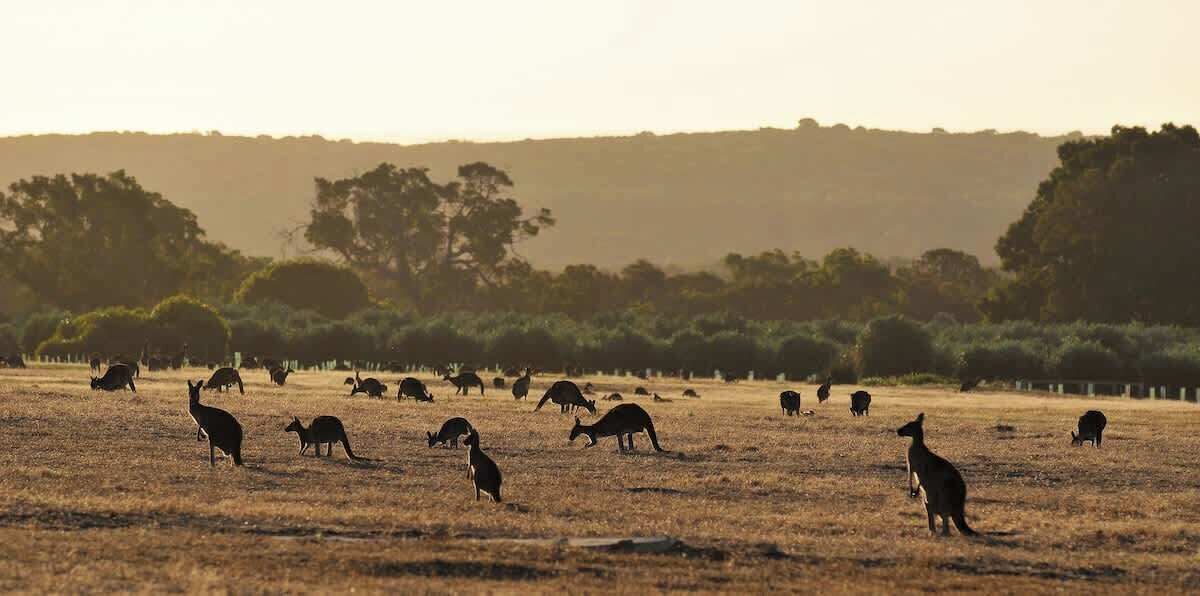Photo of Others in Yallingup