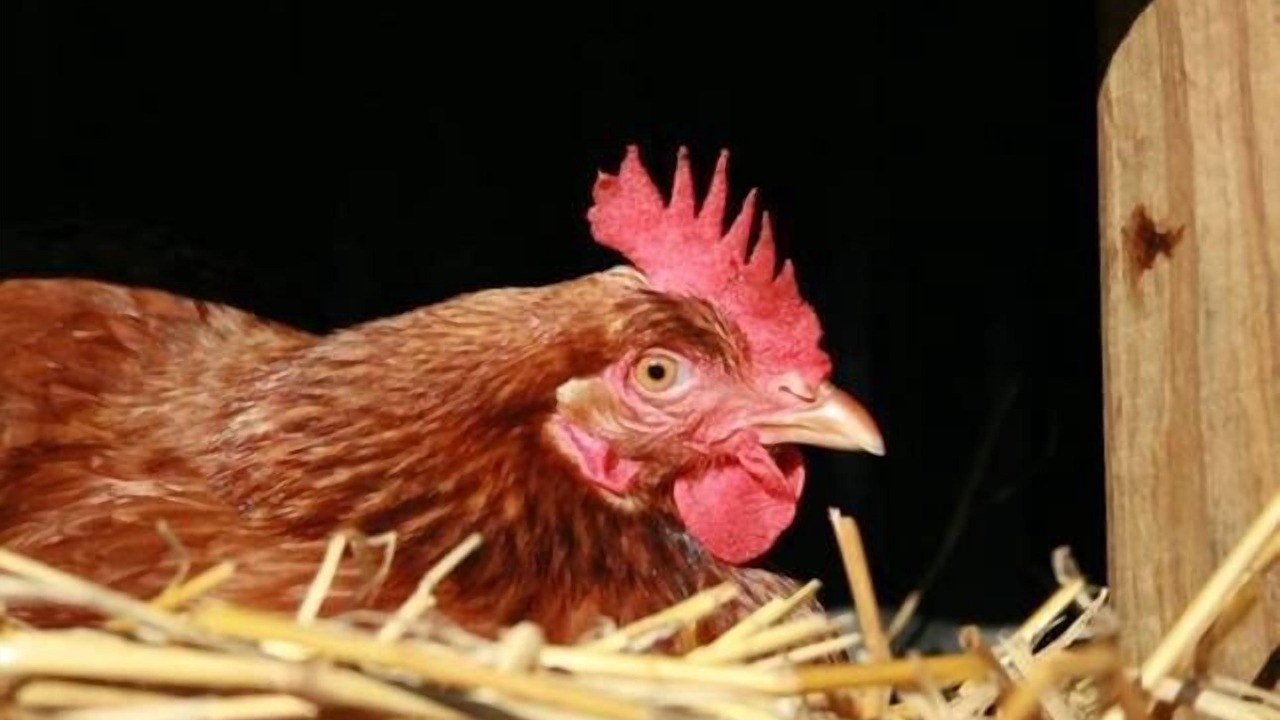 Photo of Others in Barrengarry