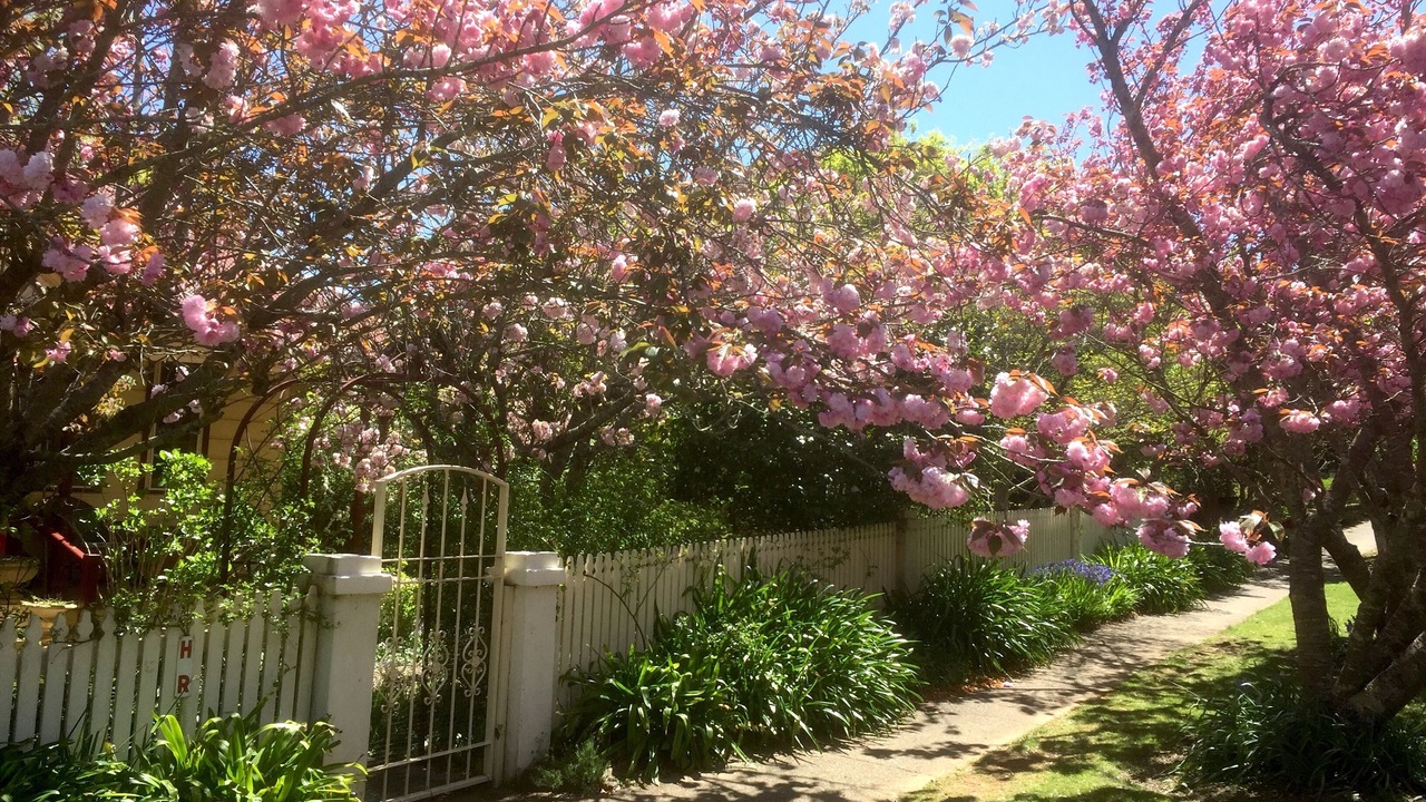 Photo of Others in Leura