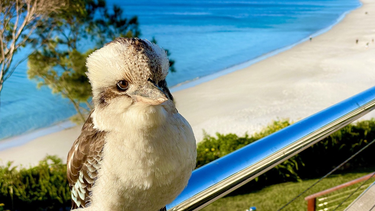 Photo of Others in Hyams Beach