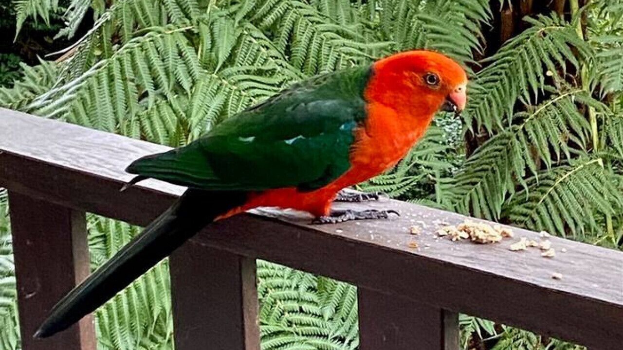 Photo of Patio Balcony in Katoomba