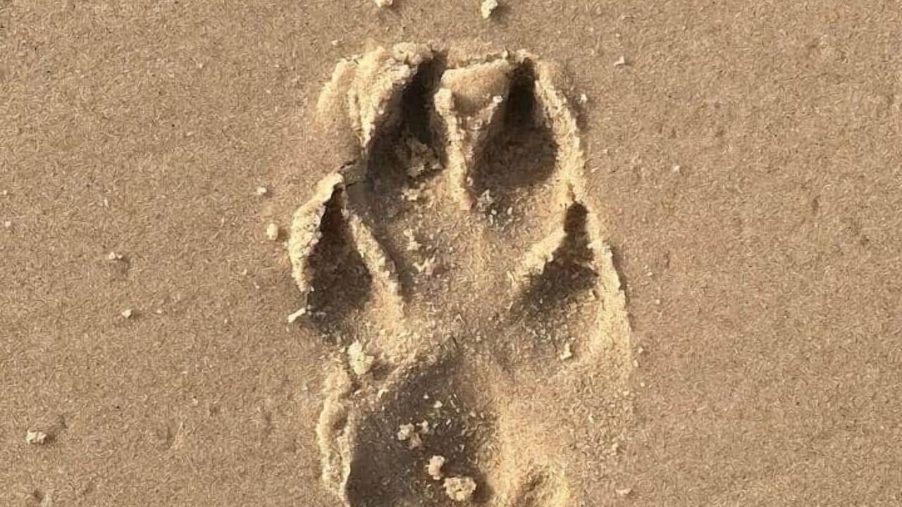 Photo of Others in Rainbow Beach