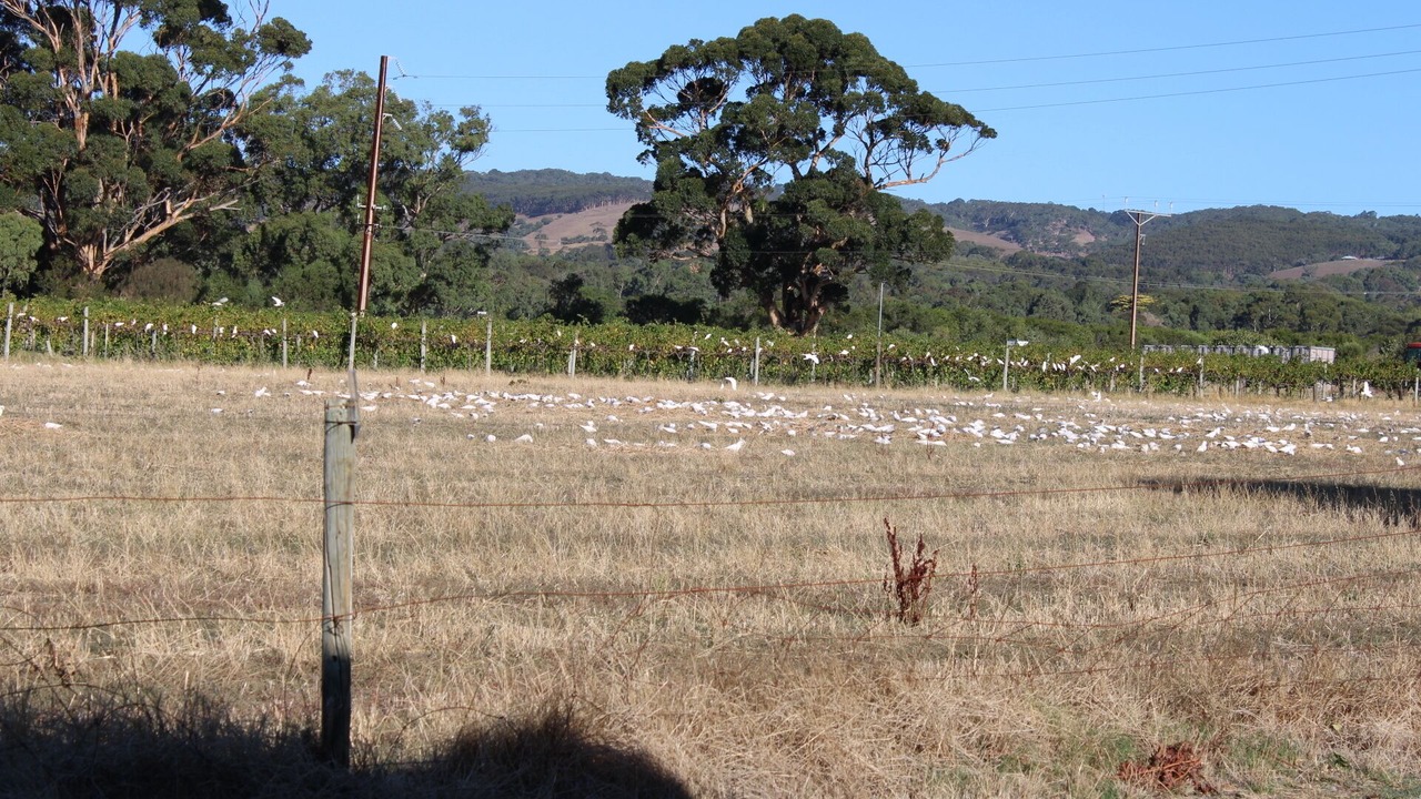 Photo of Others in Willunga