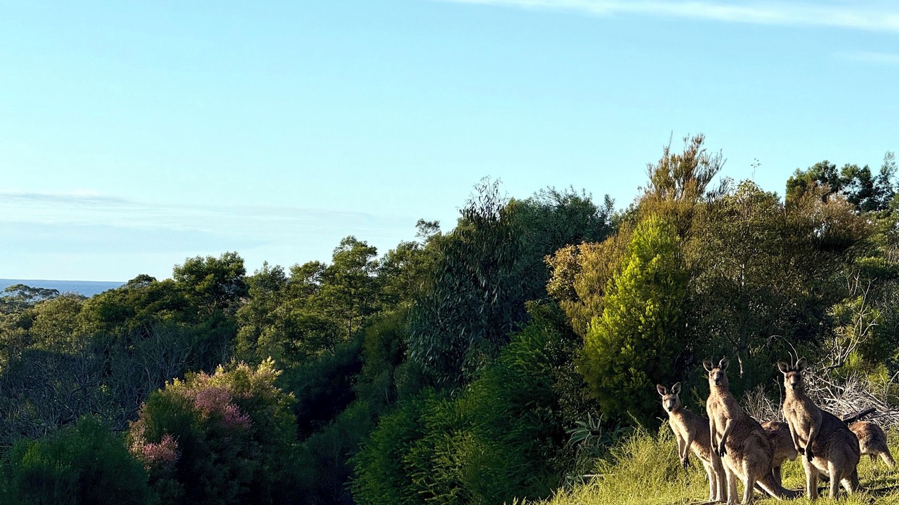 Photo of Others in Bawley Point