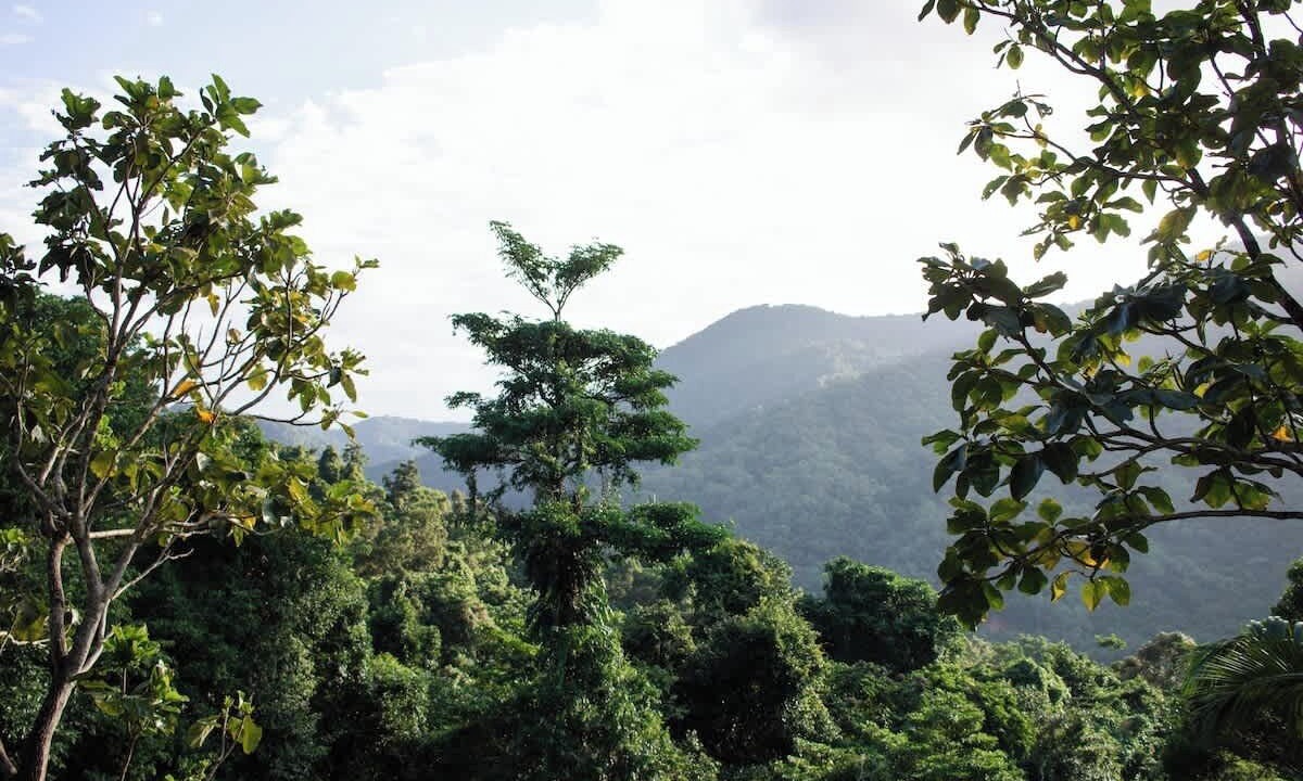Photo of Others in Redlynch