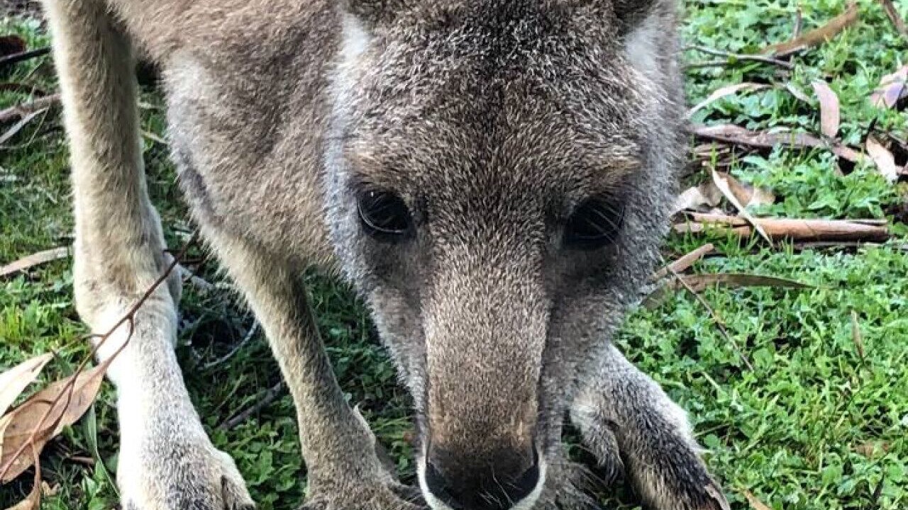Photo of Others in Halls Gap