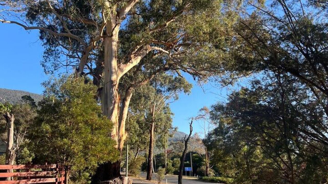 Photo of Others in Halls Gap
