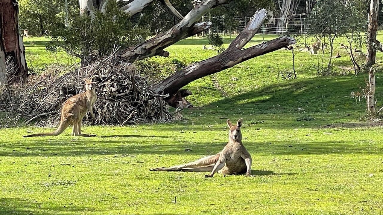 Photo of Others in Halls Gap