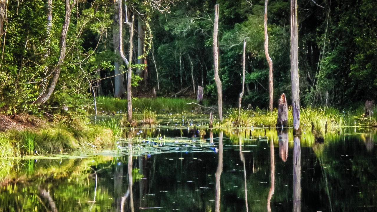 Photo of Others in Bellingen