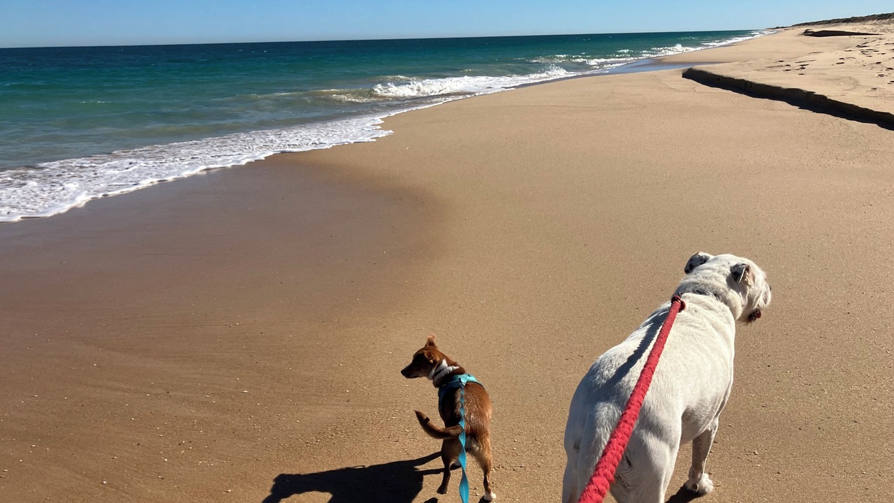 Photo of Others in Preston Beach