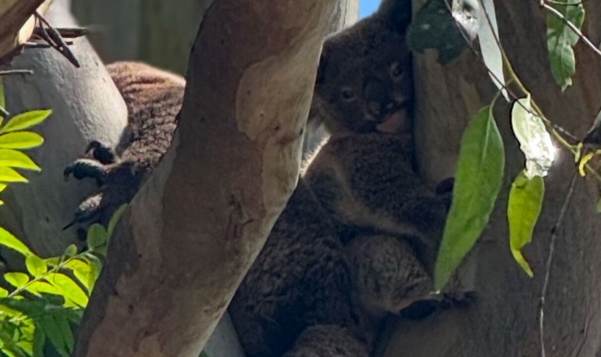 Photo of Others in Burleigh Heads