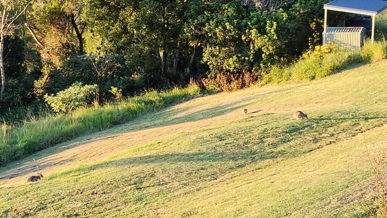 Photo of Others in Lower Beechmont