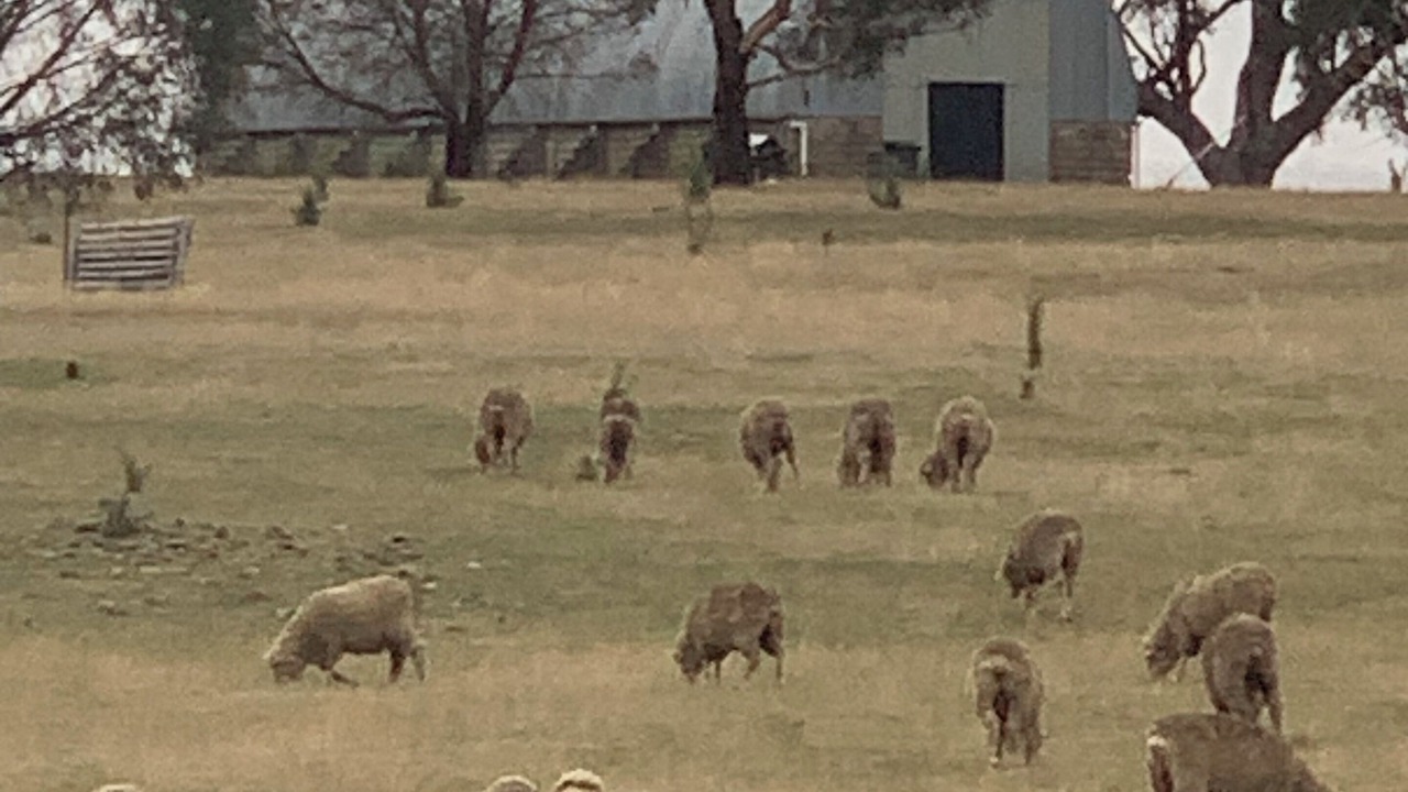 Photo of Others in Curraweela