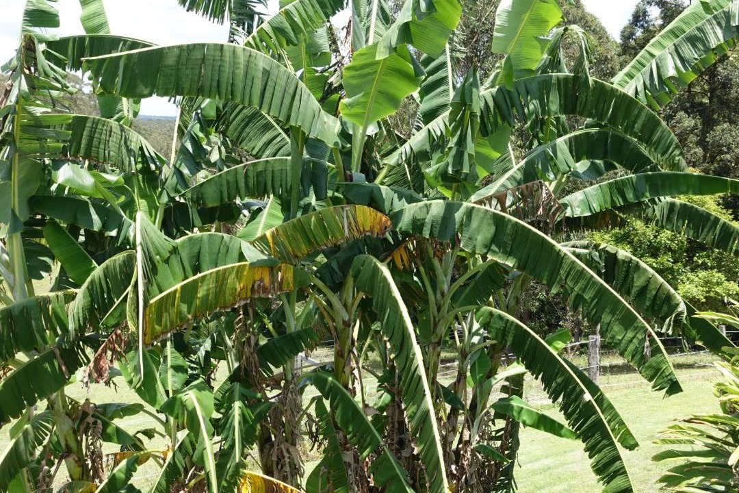 Photo of Others in Palmwoods