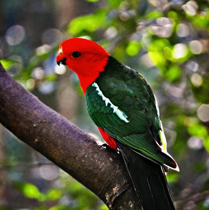 Photo of Others in North Maleny