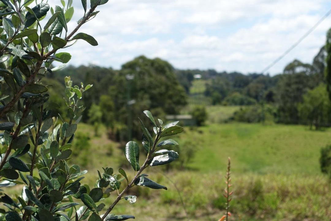 Photo of Others in Palmwoods