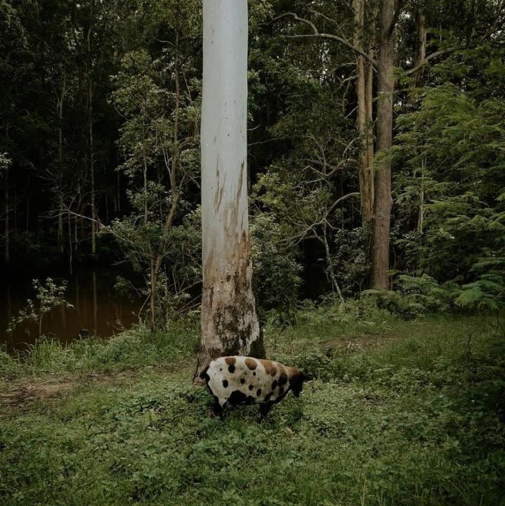 Photo of Others in Palmwoods