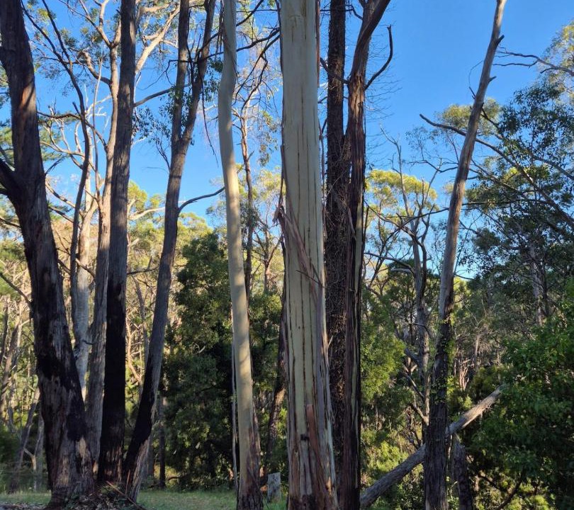Photo of Others in Adelaide