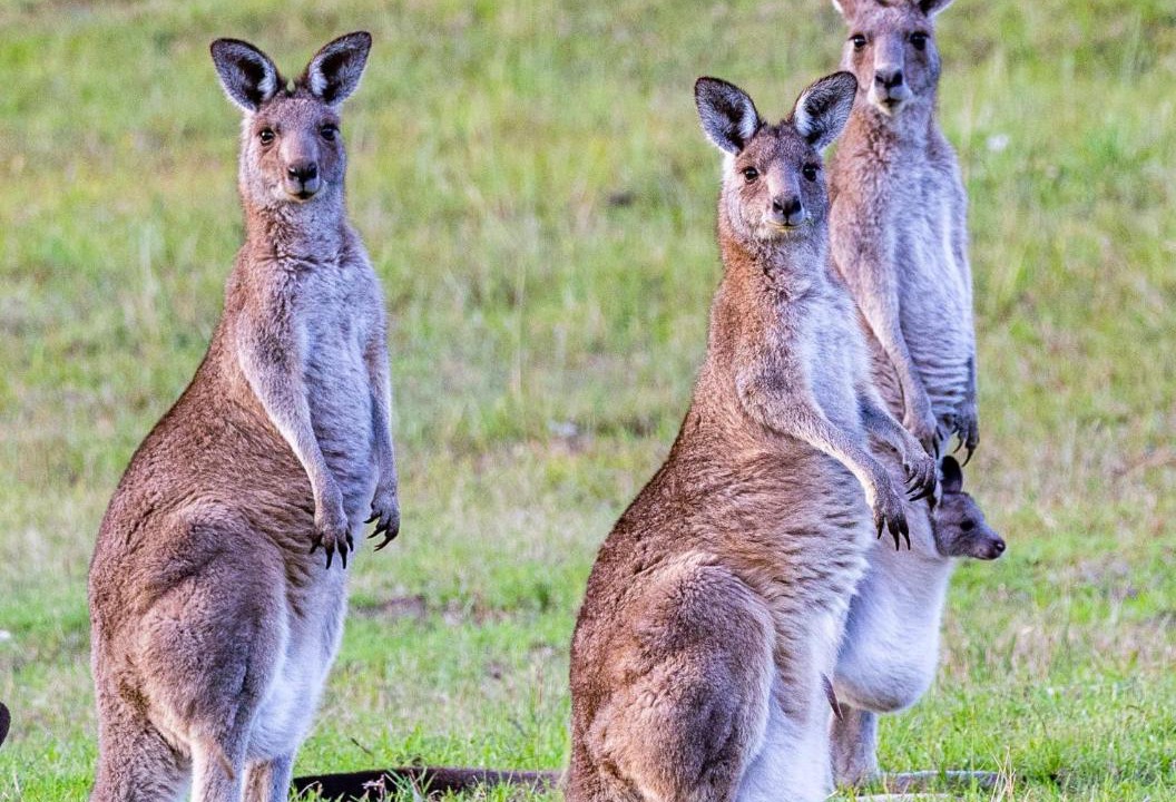Photo of Others in Coomba Park