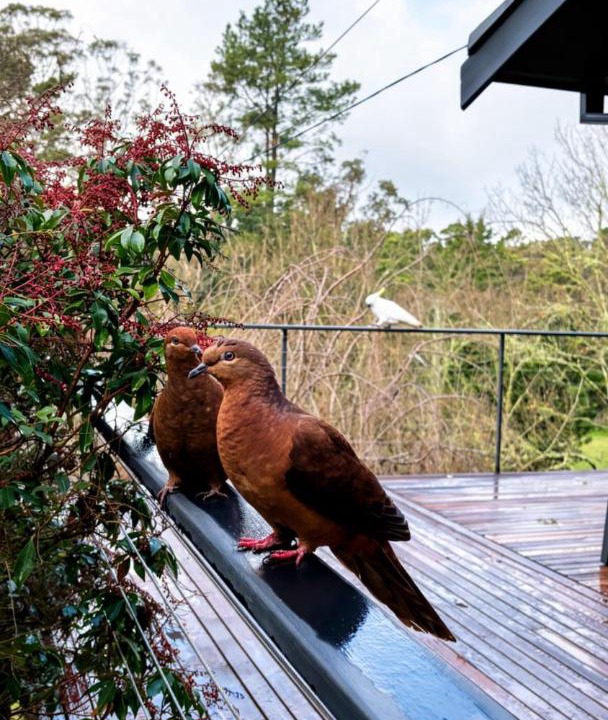 Photo of Others in Wentworth Falls
