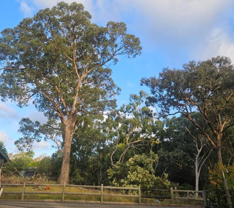 Photo of Others in Yarrambat